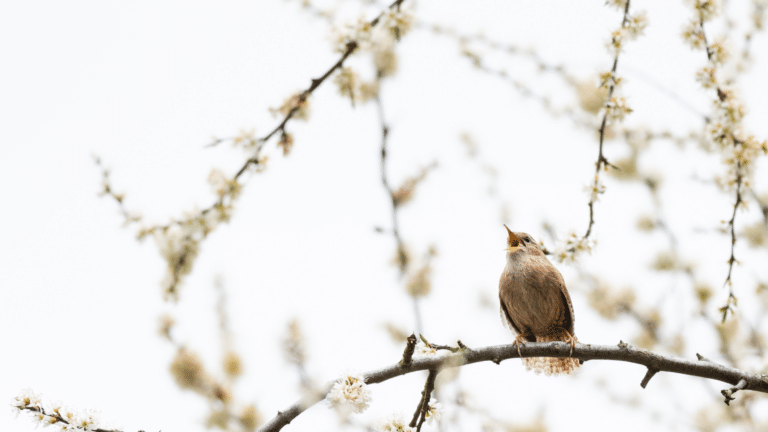 kevään henki -konsertti